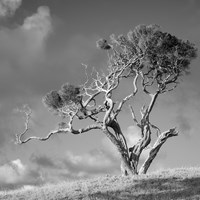 Moonah Tree