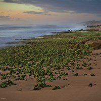 St Andrews Beach - Back Beach